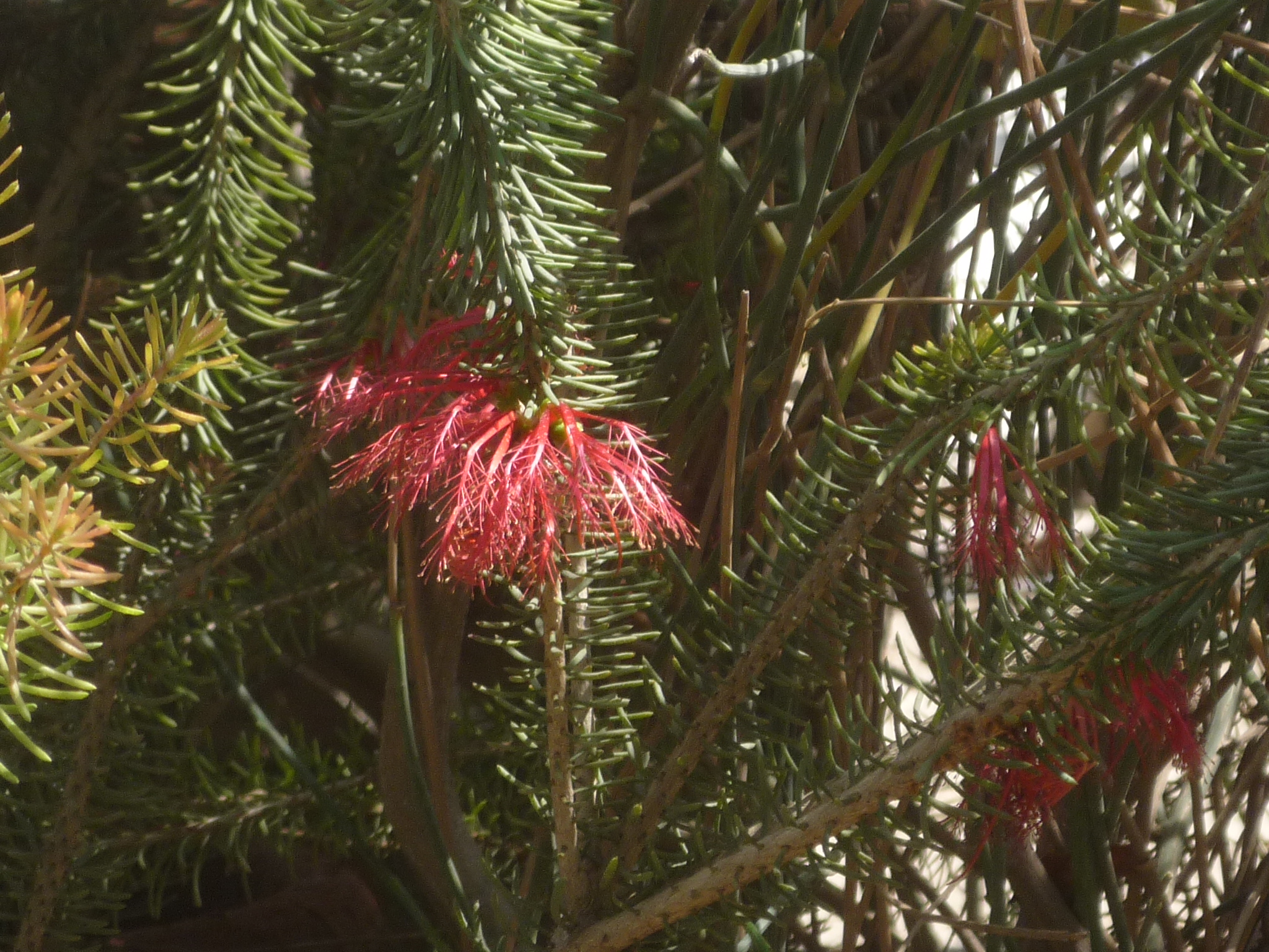 Calothamnus quadrifidus